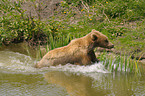 european brown bear