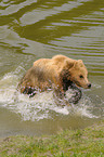 european brown bear