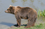 european brown bear