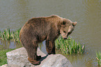 european brown bear