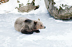 brown bear