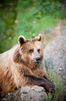 brown bear