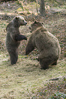 common bears