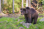 brown bear