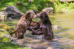 brown bears