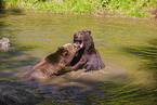 brown bears