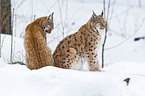 Carpathian lynx