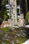 Carpathian Lynxes