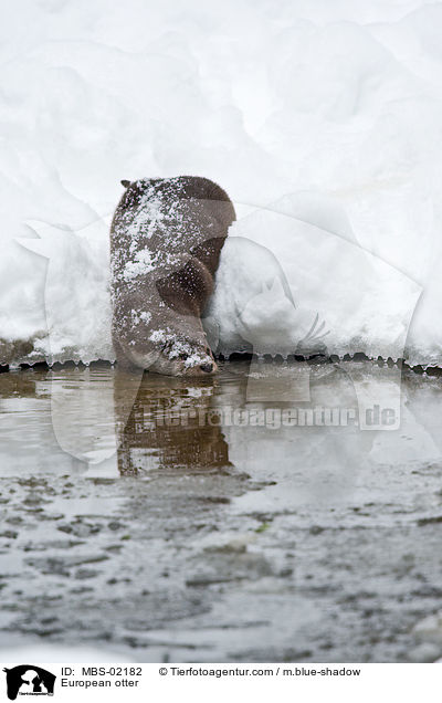 Fischotter / European otter / MBS-02182