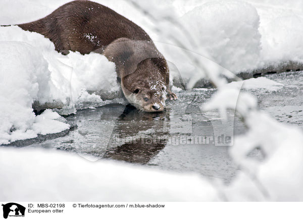 Fischotter / European otter / MBS-02198