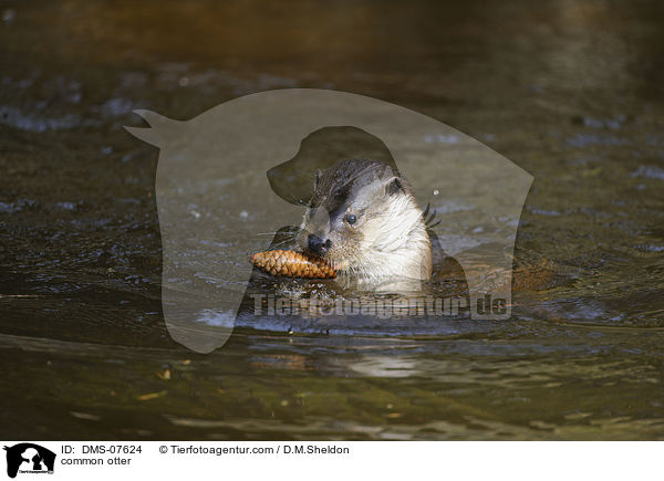 Fischotter / common otter / DMS-07624