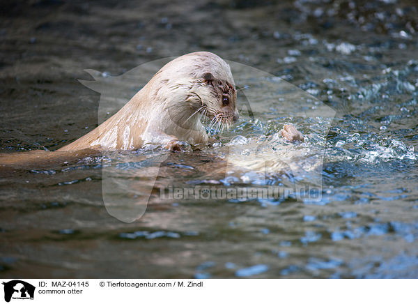 Fischotter / common otter / MAZ-04145