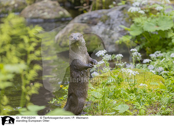 stehender Fischotter / standing European Otter / PW-09244