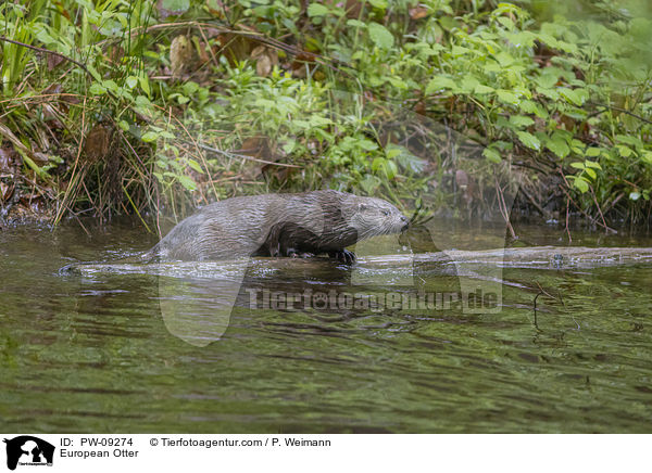 European Otter / PW-09274