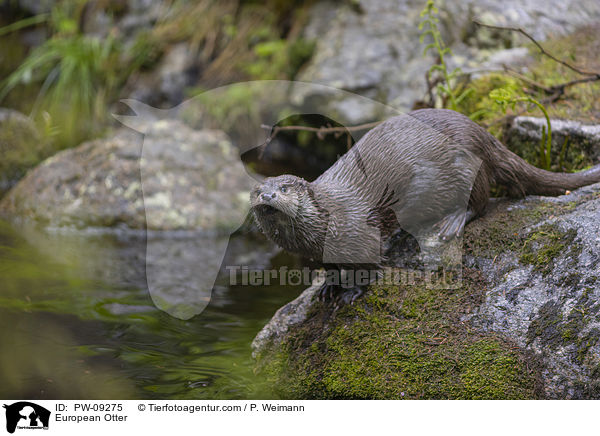 European Otter / PW-09275