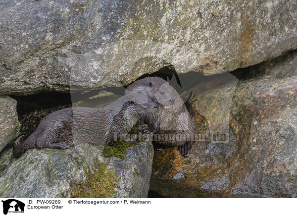 Fischotter / European Otter / PW-09289