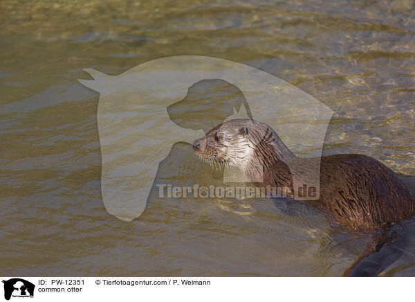 common otter / PW-12351