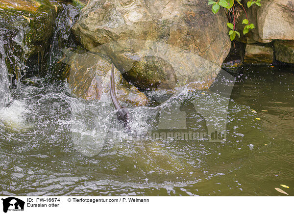 Fischotter / Eurasian otter / PW-16674