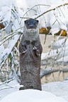 European otter