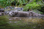 common otter