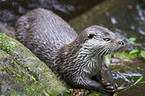 common otter