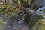 walking European Otter