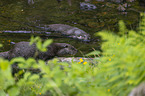 European Otter