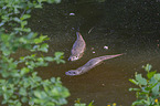 swimming European Otter