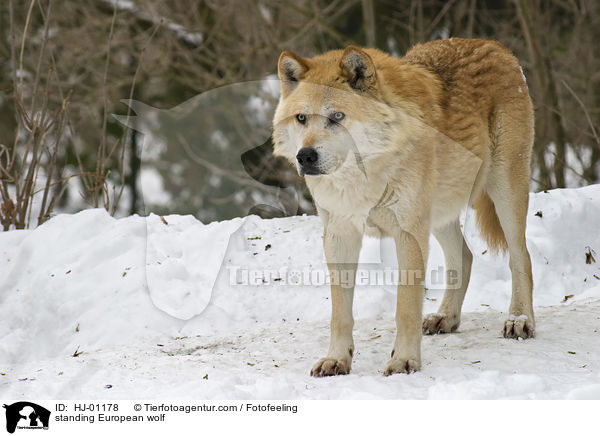 standing European wolf / HJ-01178