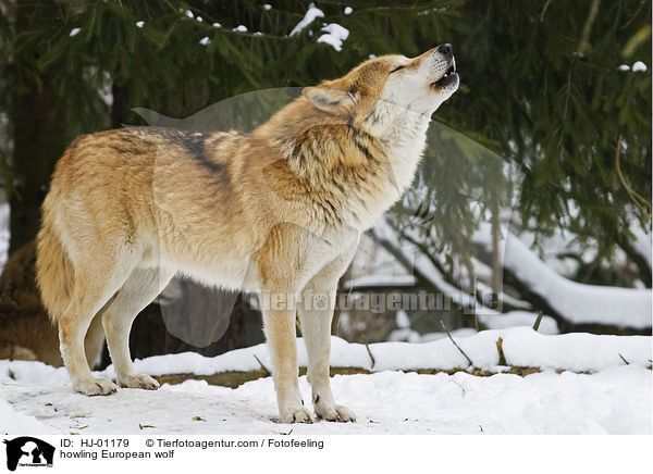 howling European wolf / HJ-01179
