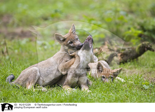 playing European wolf cubs / HJ-01228