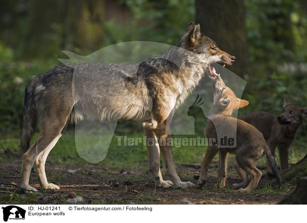 Europische Wlfe / European wolfs / HJ-01241