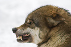 European wolf portrait