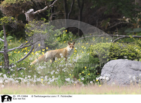 Ezo red fox / FF-13994