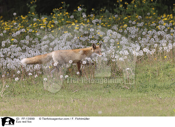 Ezo red fox / FF-13999
