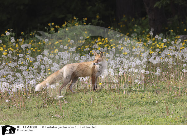 Ezo red fox / FF-14000