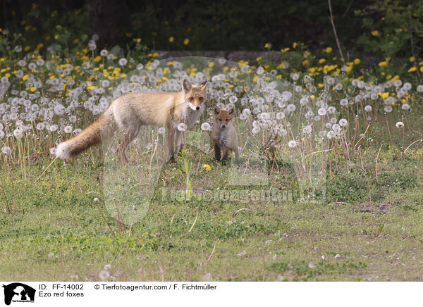 Ezo-Rotfchse / Ezo red foxes / FF-14002