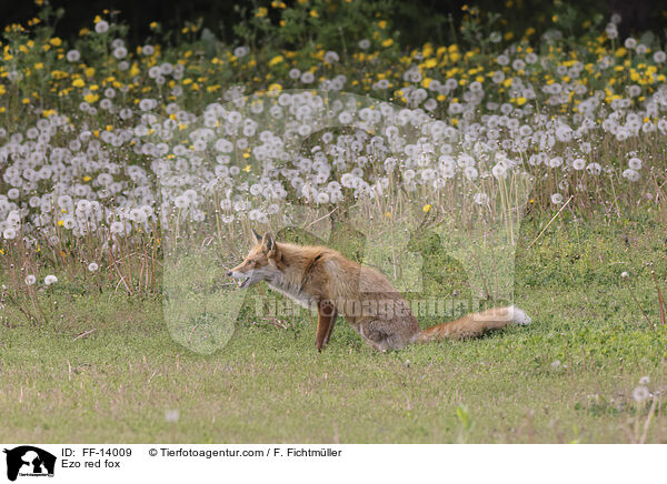 Ezo red fox / FF-14009