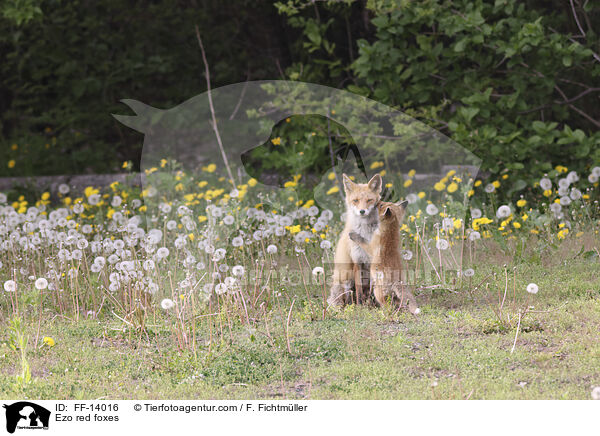 Ezo red foxes / FF-14016