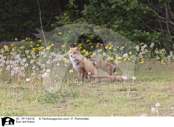 Ezo red foxes / FF-14018