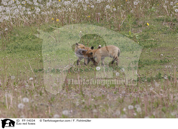 Ezo-Rotfchse / Ezo red foxes / FF-14034