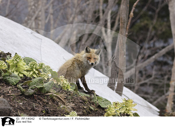 Ezo red fox / FF-14042