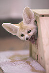 fennec