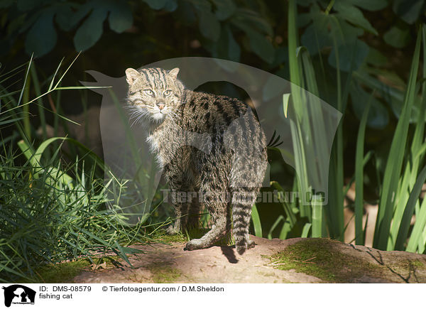 Fischkatze / fishing cat / DMS-08579