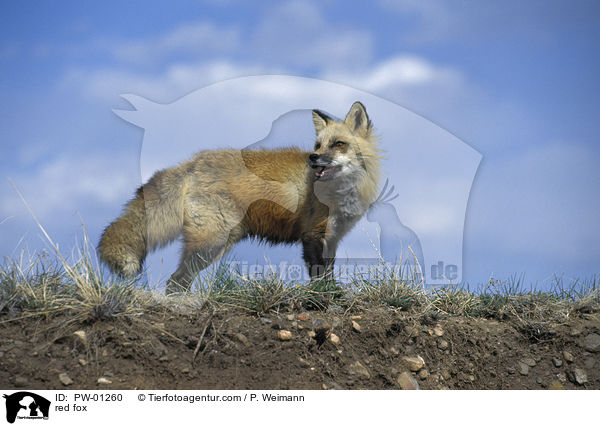 red fox / PW-01260