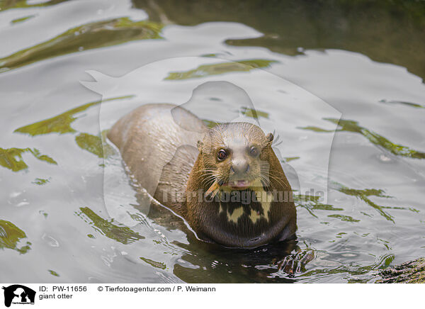 giant otter / PW-11656
