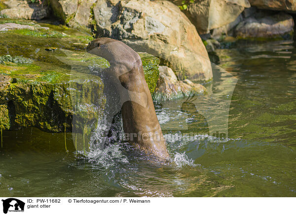 giant otter / PW-11682