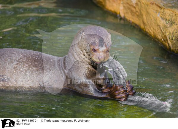 giant otter / PW-13679