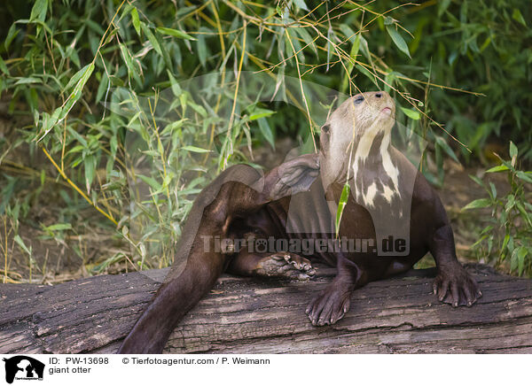 Riesenotter / giant otter / PW-13698