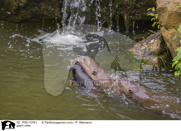 Riesenotter / giant otter / PW-13761